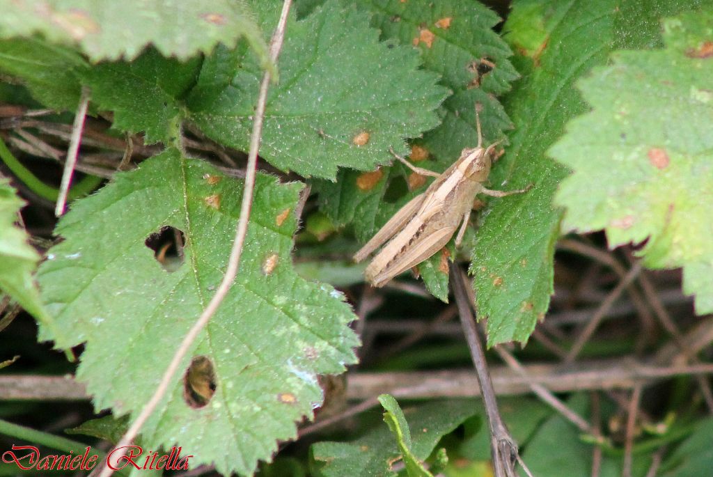 Richiesta identificazione ortottero!!!